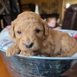Patty - Red female Cavapoo puppy in Blackfoot, Idaho from Draper Mountain Doodles