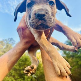 Cane Corso Puppies from Wilco Cane Corso