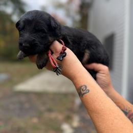Red - Black and red female German Shepherd puppy in Wallkill, New York from Spitze German Shepherds