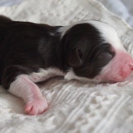 Dumpling - Red tri-color female Australian Shepherd puppy in Coatesville, Pennsylvania from Little Acre Aussies