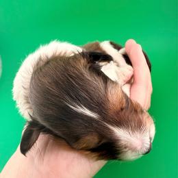 Rico - Sable & white male Toy Shetland Sheepdog puppy in Leavenworth, Washington from Better Than Best Farm