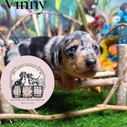 Vinny - Dapple male Dachshund puppy in Mt. Sterling, Kentucky from Decadent Doxies of KY