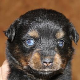 Rachel - Black tri female Miniature Australian Shepherd puppy in Paris, Texas from Kuttin’ Up Mini Aussies