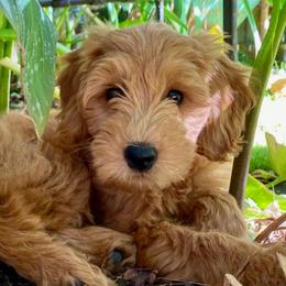 Goldendoodles from Ginger Rose Doodles Pups