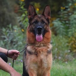 Foxy - German Shepherd