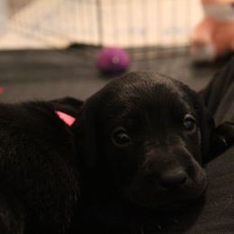 Golden Retriever and Labrador Retriever Puppies from Trenlock Kennels