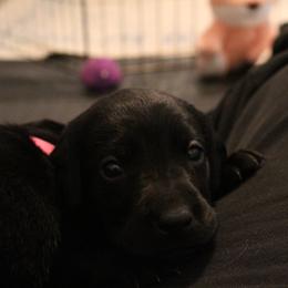 Golden Retriever and Labrador Retriever Puppies from Trenlock Kennels