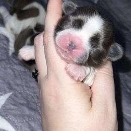 Shih Tzu Puppies from Lavender Lane Tzus