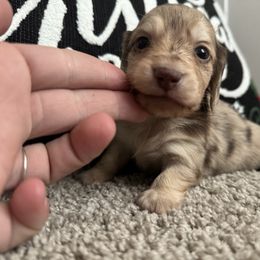 Thor - Dapple male Dachshund puppy in Allenhurst, Georgia from B’s Dapper Dachshunds