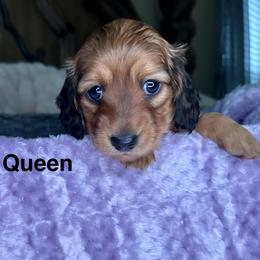 Queen - Red female Dachshund puppy in Rochester Hills, Michigan from Holiday Dachshunds