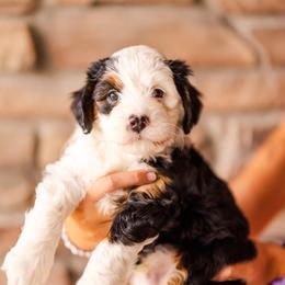 Rolo - Tri-color male Bernedoodle puppy in Lehi, Utah from Cookie's Cuties