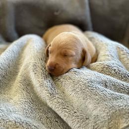 John - Red male Dachshund puppy in Palo Cedro, California from RK Doxies