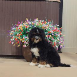 Cocoa - Tri-color male Bernedoodle puppy in Lakeside, California from True Joy Bernedoodles and French bulldogs