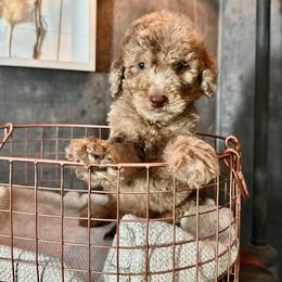 Goldendoodle Puppies from 24 Karat Doodles