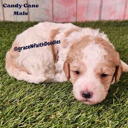 Candy Cane - Parti male Goldendoodle puppy in Peytno, Colorado from Grace N Faith Doodles