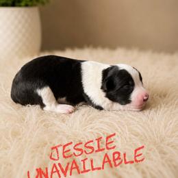 Jessie - Black female Border Collie puppy in Sanger, California from Flying M Cactus Ranch Buddies