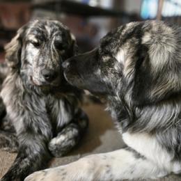 Roque - Colorado Mountain Dog