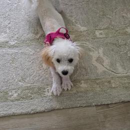 Cee Cee - Coffee and Cream - Cream female Maltipoo puppy in Peekskill, New York from Dorothy Bunch's Maltipoos