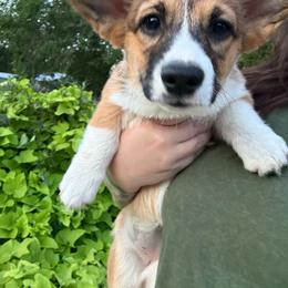 Willow-Female 3 - Sable female Pembroke Welsh Corgi puppy in Cooper, Texas from S7 Corgis and Chaos
