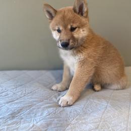 Mochi - Red male Shiba Inu puppy in Monett, Missouri from Happy Tails Shiba Inus