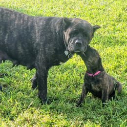 Hera - Cane Corso