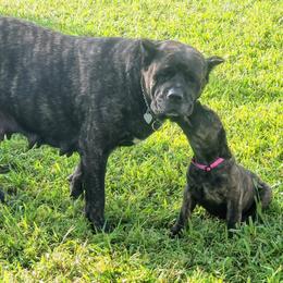 Hera - Cane Corso
