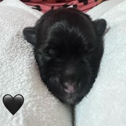 Black Heart - Black male Miniature Schnauzer puppy in White Plains, Kentucky from Devon Dunlap
