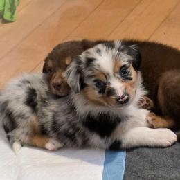 Ruby - Blue merle female Australian Shepherd puppy in Solon, Maine from Mountain Range Australian Shepherds