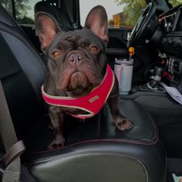 Taza - French Bulldog