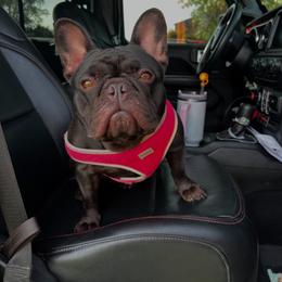 Taza - French Bulldog