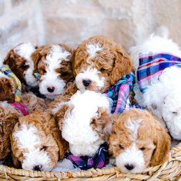 Poodle Puppies from Doodle Puppy Parti