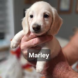 Puppy 4 Blue Collar Male Longhair - Cream male Dachshund puppy in Gordon, Georgia from Long Dogs Yellow Farm