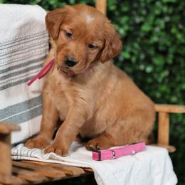 Lucy - Dark golden female Golden Retriever puppy in Payette, Idaho from Stonewick Retrievers