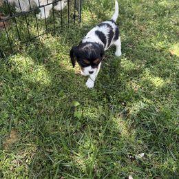 Cavalier King Charles Spaniel Puppies from Campbell’s Cavaliers