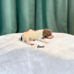 Beast - Parti male Poodle puppy in Ellenburg Center, New York from Kristin's Puppies