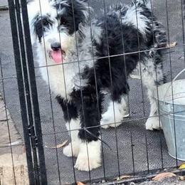 Fancy - Aussiedoodle