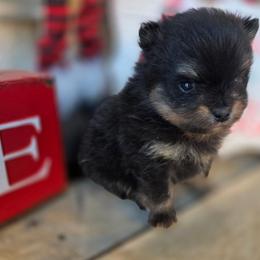 Boy 1 - Black and tan male Pomeranian puppy in Victorville, California from Star Kid Poms