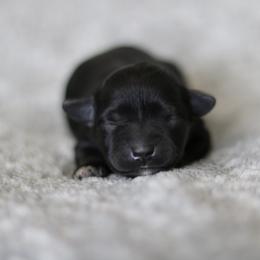 Jadis - Black and silver female Miniature Schnauzer puppy in Tremonton, Utah from Rocky Mountain Schnauzer