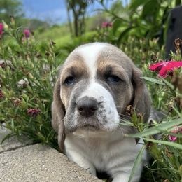Basset Hounds and Poodles from Toy Poos and Hoounds