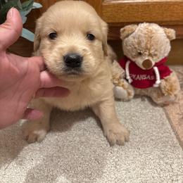Earnie - Golden male Golden Retriever puppy in Grant County, Indiana from On The Sunny Side Pavey Farms