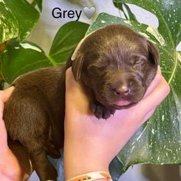 3rd pick chocolate male - Chocolate male Labrador Retriever puppy in Stafford Township, New Jersey from SommerLabs