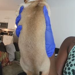 Chihuahua Puppies from Maldonado Pet Life Breeder LLC.