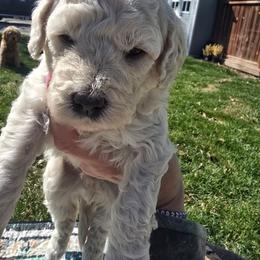 Louis - Cream male Goldendoodle puppy in Red Oak, Iowa from Fisher Pups-Stay Golden with a Doodle