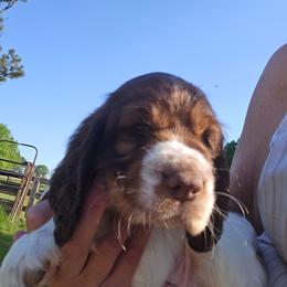 Summit - Liver and white female English Springer Spaniel puppy in Hephzibah, Georgia from Sidel's Springers