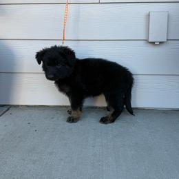 Snow White (Orange) - Black and tan female Shiloh Shepherd puppy in Vancouver, Washington from North By Northwest Shilohs “NBNW”