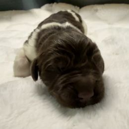 Magnolia - White and brown female Newfoundland puppy in Conroe, Texas from SugarPaws Newfoundlands