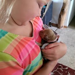 Goldendoodle Puppies from 3 Willows Goldendoodles