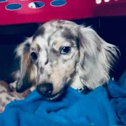 Dachshund Puppies from Meldox