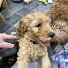 Goldendoodle Puppies from Coal Country Doodles