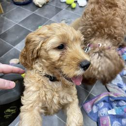 Goldendoodle Puppies from Coal Country Doodles